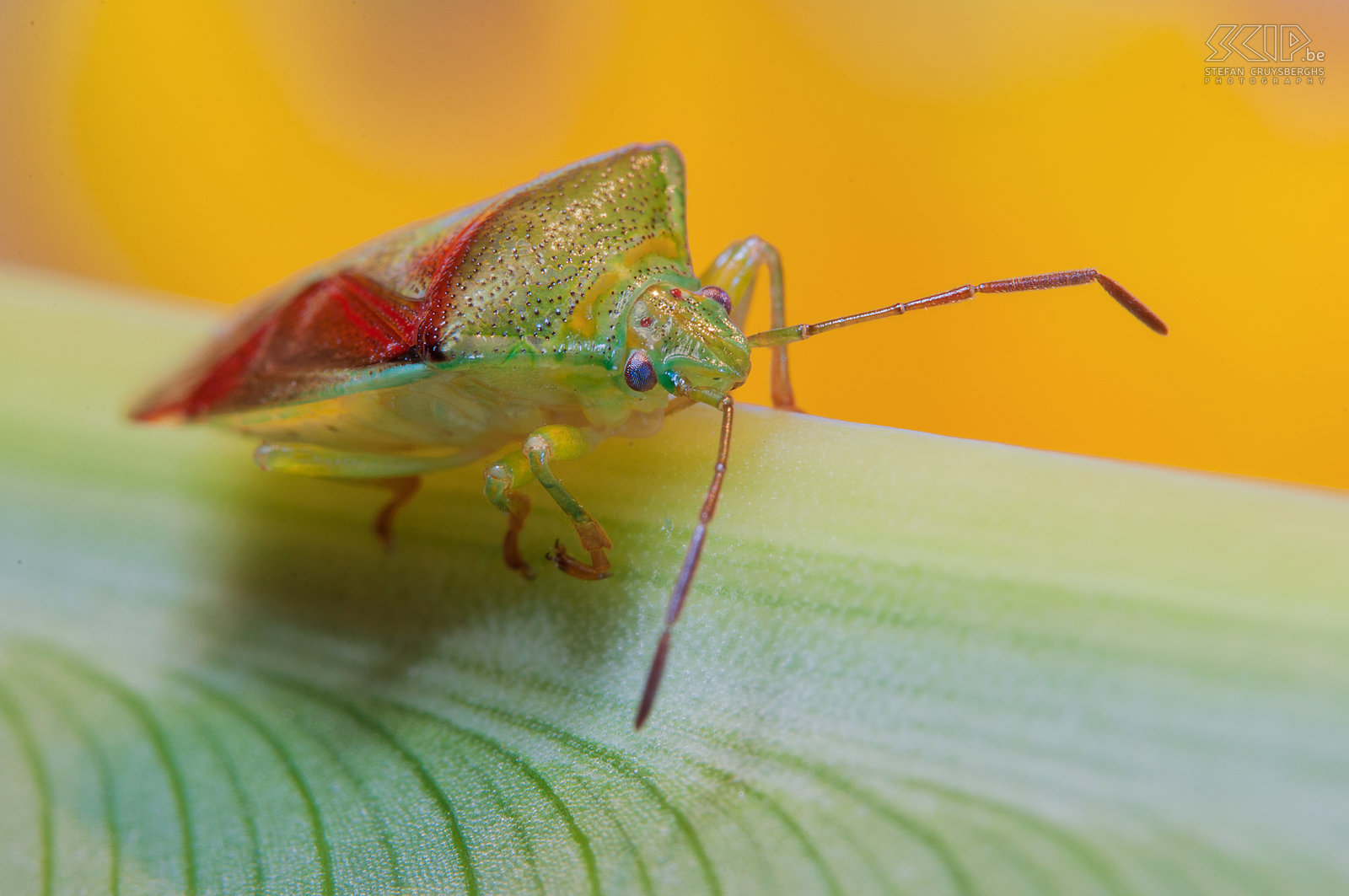 Insecten - Schildwants Schildwants (Greek pente, Pentatomidae) Stefan Cruysberghs